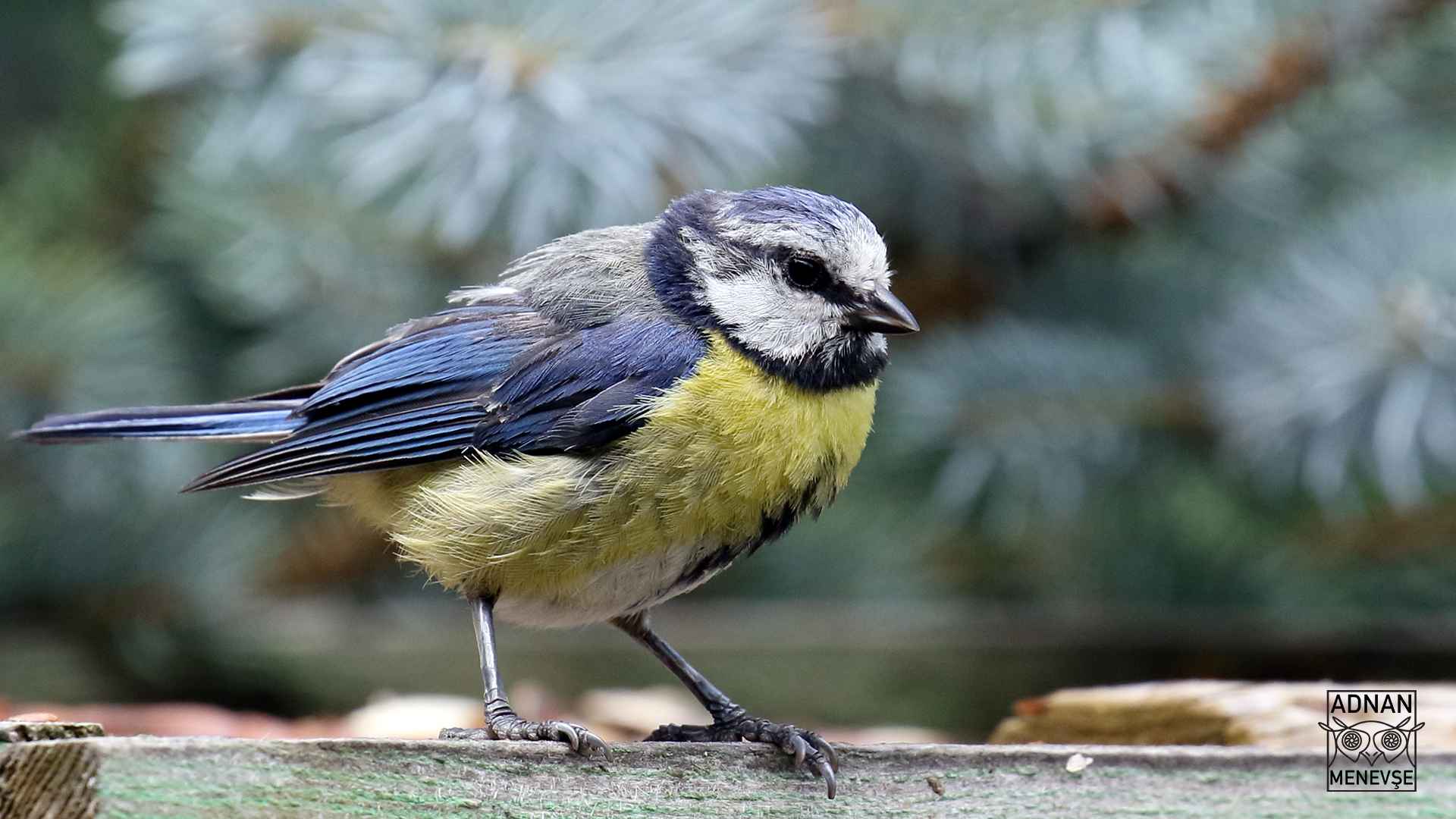 Eurasian Blue Tit